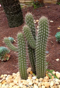 Cactus in a garden