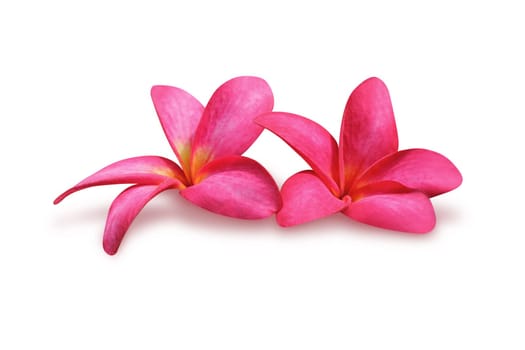 Frangipani (plumeria) flowers isolated on white