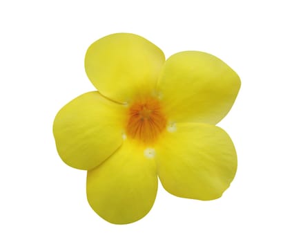 Allamanda (Yellow Bell, Golden Trumpet or Buttercup Flower) isolated on white background (clipping path included)
