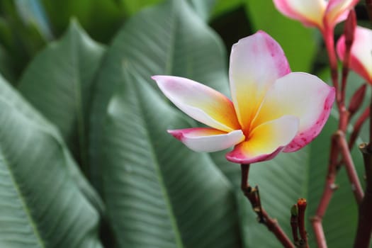 Frangipani (plumeria) flower