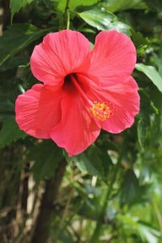 Hibiscus flower