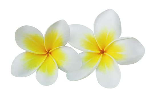 Frangipani (plumeria) flowers isolated on white