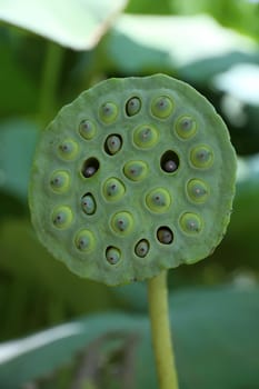 Lotus seed pot (lian zi) - The lotus seeds are used extensively in traditional Chinese medicine and desserts.