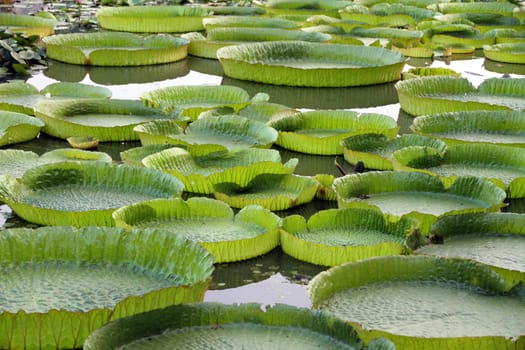Majestic amazon lily pads in tropical Asia (Victoria Regia)