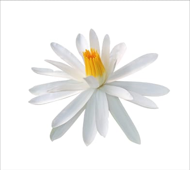 Lotus flower isolated on white background