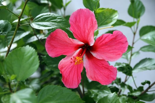 Hibiscus flower