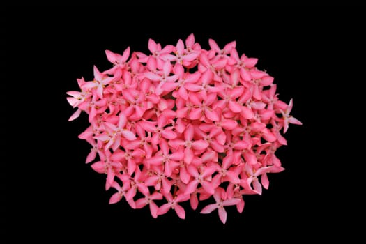 Modern Ixora flower design