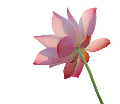 Lotus flower isolated on white background