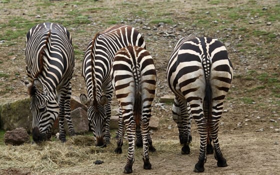 from the front and from the back