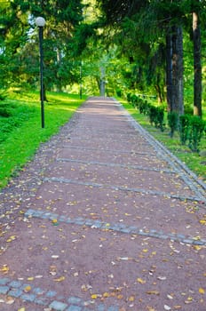 alley in the Park the morning sunshine