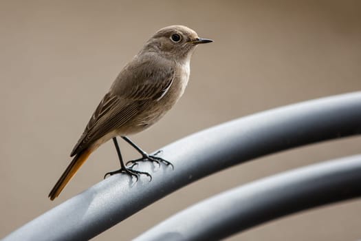 Sparrow on a perch