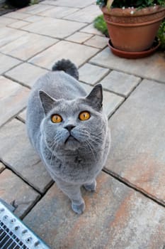 Curious Grey Cat - British Shorthair