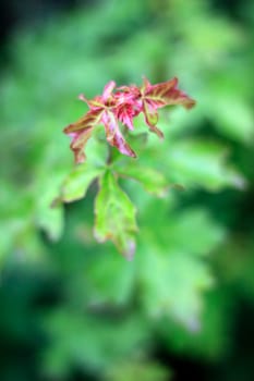 Leaf Bokeh