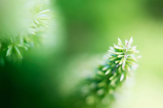 Background - Blurred Plants