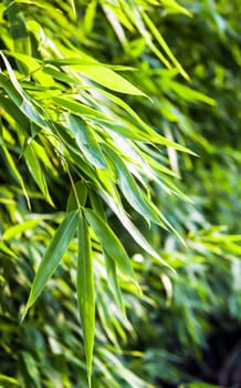 Fresh green bamboo backplate
