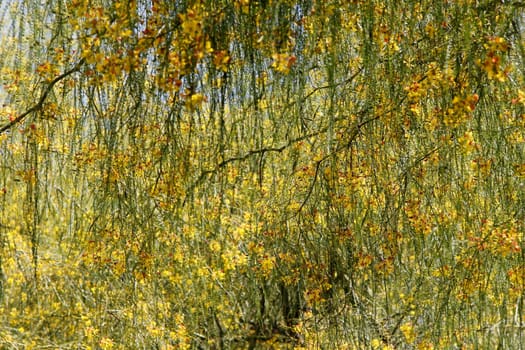 Southern Tree Background