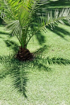 Palm Garden Cutout