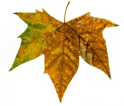 Autumn leaf isolated on a white background