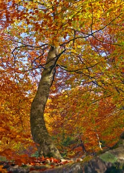 Autumn Colors, early fall color change