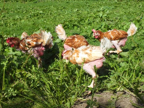 Hen from the battery cage to the farm