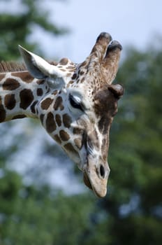 giraffe head