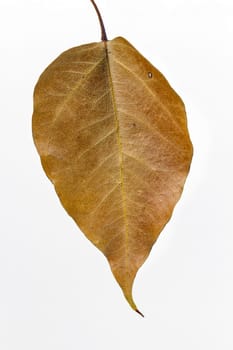autumn leaf drop .isolated on the white