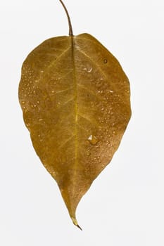 autumn leaf drop with droplets of dew, isolated on the white