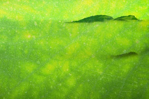 Texture of a green leaf as background