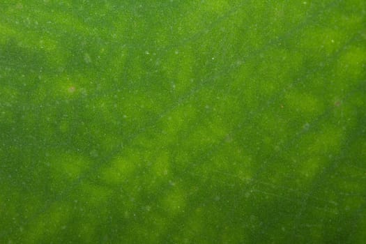 Texture of a green leaf as background