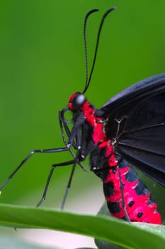 Pachliopta aristolochiae
