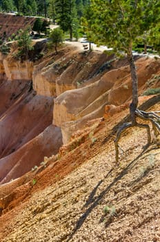 tree with roots out of the ground in Bryce Canyon National Park in Utah in the United States of America