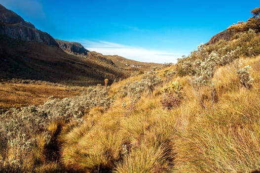 The landscape of the Nevado del Ruiz National Park in Colombia.