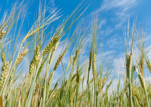 almost ripe wheat against a blue sky