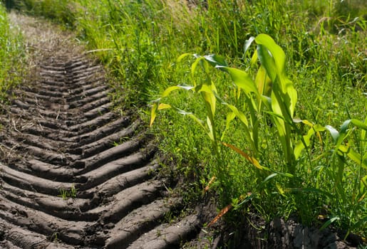 small maize plants next to a wheel track of a tractor