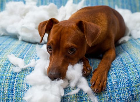 naughty playful puppy dog after biting a pillow tired of hard work