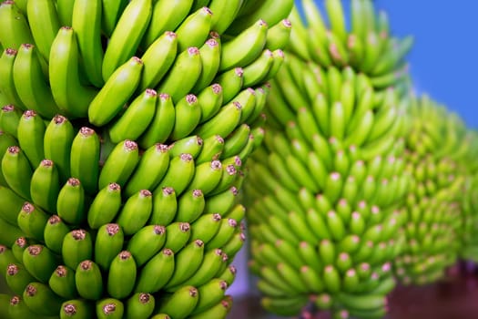 Canarian Banana Platano in La Palma canary Islands