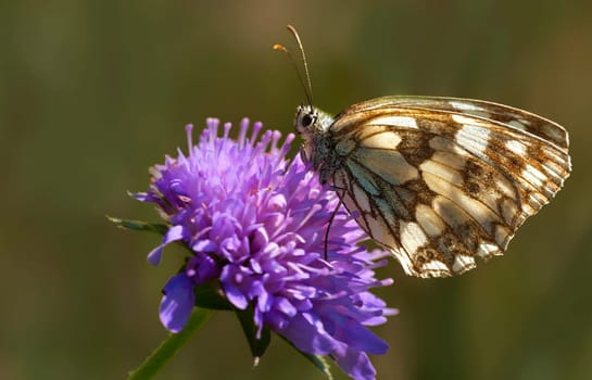 Checkerboard butterfly