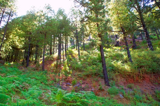 Canary Pines La Palma in Caldera de Taburiente National Park