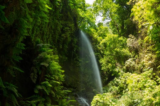 Los Tilos waterfall  Laurisilva in La Palma laurel forest at Canary Islands