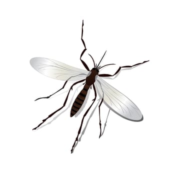 Realistic mosquito and shadow illustration, isolated and grouped objects over white.