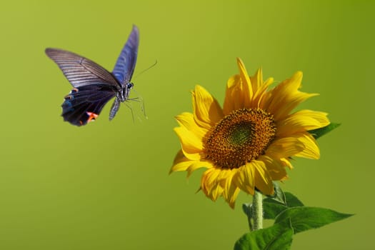 Butterfly on nice flower for adv or other purpose use