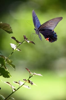 Butterfly on nice flower for adv or other purpose use