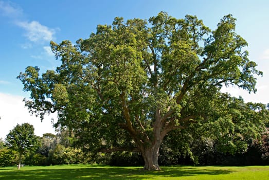A Large Cork Oak Tree (Quercus  suber) in an English Park