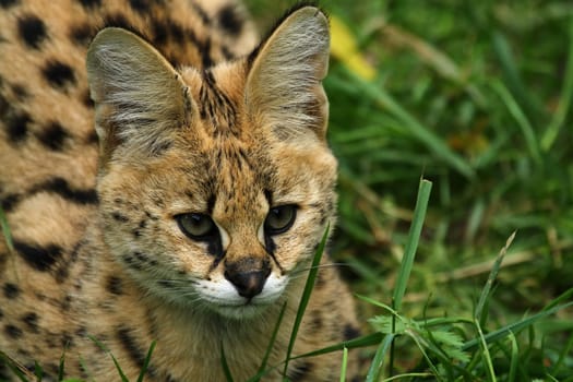 Young Serval