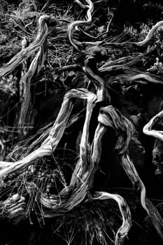 Dried branches over soil in La palma Caldera de Taburiente at Canary islands