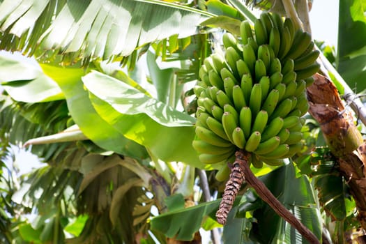 Canarian Banana plantation Platano in La Palma Canary Islands