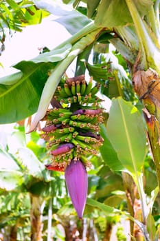 Canarian Banana plantation Platano in La Palma Canary Islands