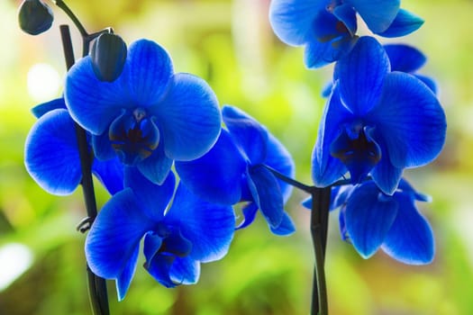 Blue phalaenopsis orchid flowers with green blur garden background