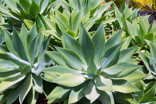 Agave Attenuata cactus plant from Canary Islands in La Palma
