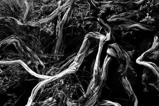 Dried branches over soil in La palma Caldera de Taburiente at Canary islands